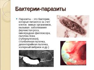 Паразиты – это бактерии, которые питаются за счет клеток живых организмов, вызыв