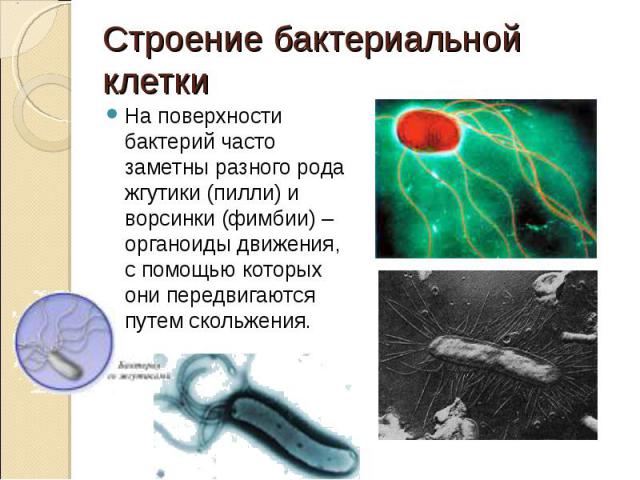 На поверхности бактерий часто заметны разного рода жгутики (пилли) и ворсинки (фимбии) – органоиды движения, с помощью которых они передвигаются путем скольжения. На поверхности бактерий часто заметны разного рода жгутики (пилли) и ворсинки (фимбии)…