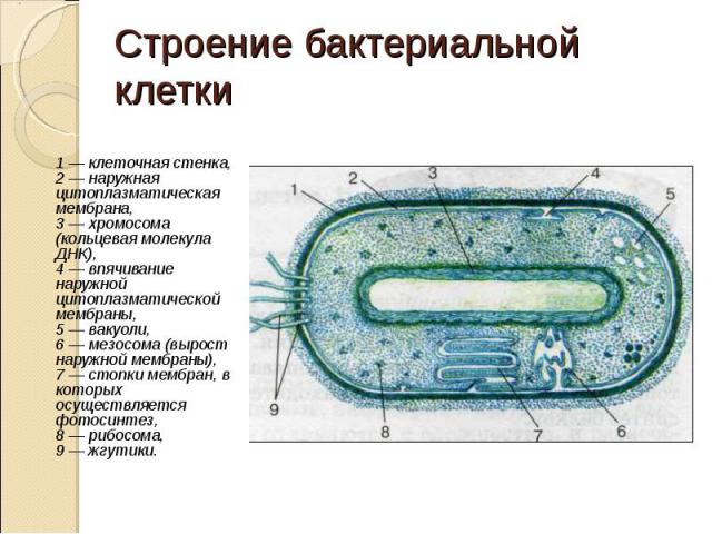 1 — клеточная стенка, 2 — наружная цитоплазматическая мембрана, 3 — хромосома (кольцевая молекула ДНК), 4 — впячивание наружной цитоплазматической мембраны, 5 — вакуоли, 6 — мезосома (вырост наружной мембраны), 7 — стопки мембран, в которых осуществ…