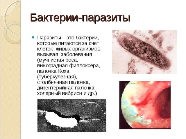 Паразиты – это бактерии, которые питаются за счет клеток живых организмов, вызывая заболевания (мучнистая роса, виноградная филлоксера, палочка Коха (туберкулезная), столбнячная палочка, дизентерийная палочка, холерный вибрион и др.) Паразиты – это …