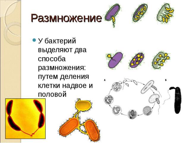 У бактерий выделяют два способа размножения: путем деления клетки надвое и половой У бактерий выделяют два способа размножения: путем деления клетки надвое и половой