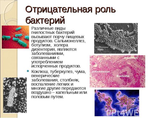 Признаки гнилостных бактерий. Виды гнилостных бактерий. Виды порчи вызываемые микроорганизмами. Гнилостные бактерии функции. Роль гнилостных микроорганизмов в природе.