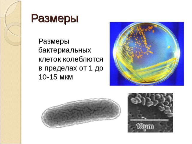 Размеры бактериальных клеток колеблются в пределах от 1 до 10-15 мкм Размеры бактериальных клеток колеблются в пределах от 1 до 10-15 мкм