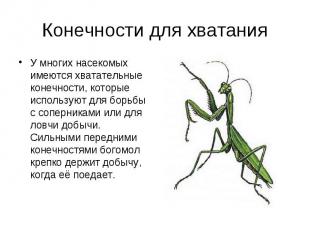 У многих насекомых имеются хватательные конечности, которые используют для борьб
