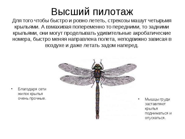 Благодаря сети жилок крылья очень прочные. Благодаря сети жилок крылья очень прочные.