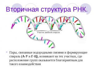 Вторичная структура РНК. Пары, связанные водородными связями и формирующие спира