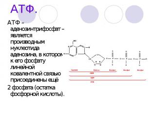 АТФ. АТФ – аденозинтрифосфат – является производным нуклеотида аденозина, в кото