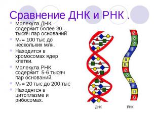 Сравнение ДНК и РНК . Молекула ДНК содержит более 30 тысяч пар оснований МR = 10