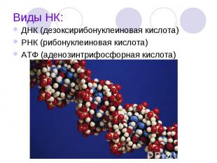 Виды НК: ДНК (дезоксирибонуклеиновая кислота) РНК (рибонуклеиновая кислота) АТФ