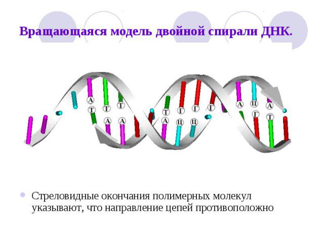 Вращающаяся модель двойной спирали ДНК. Стреловидные окончания полимерных молекул указывают, что направление цепей противоположно