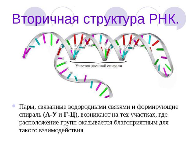 Вторичная структура РНК. Пары, связанные водородными связями и формирующие спираль (А-У и Г-Ц), возникают на тех участках, где расположение групп оказывается благоприятным для такого взаимодействия