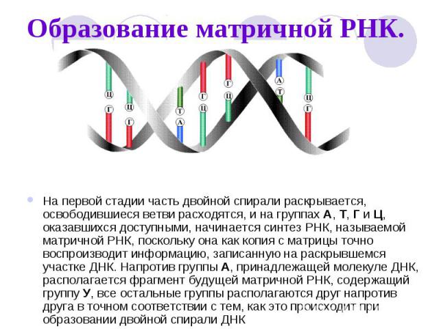 Образование матричной РНК. На первой стадии часть двойной спирали раскрывается, освободившиеся ветви расходятся, и на группах А, Т, Г и Ц, оказавшихся доступными, начинается синтез РНК, называемой матричной РНК, поскольку она как копия с матрицы точ…