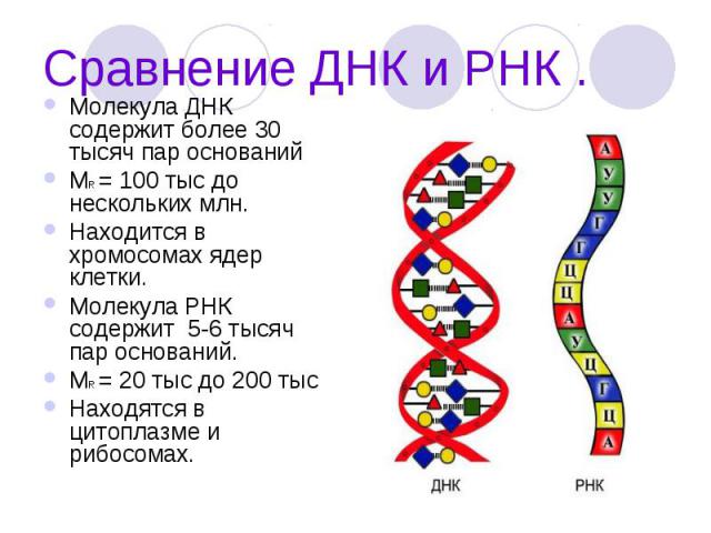 Сравнение ДНК и РНК . Молекула ДНК содержит более 30 тысяч пар оснований МR = 100 тыс до нескольких млн. Находится в хромосомах ядер клетки. Молекула РНК содержит 5-6 тысяч пар оснований. МR = 20 тыс до 200 тыс Находятся в цитоплазме и рибосомах.