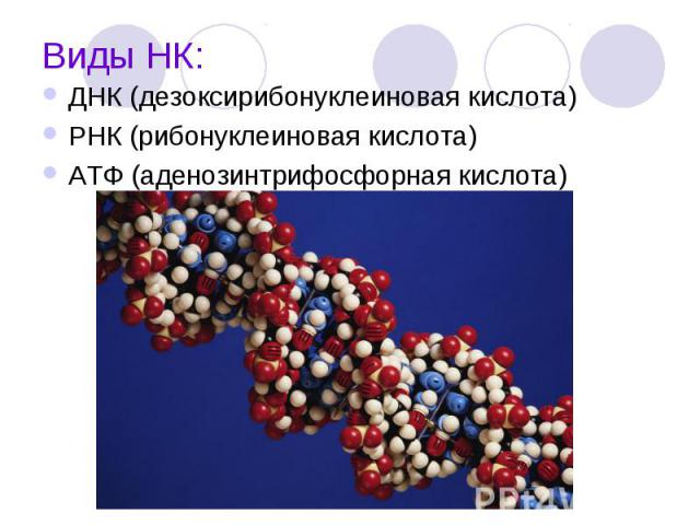 Виды НК: ДНК (дезоксирибонуклеиновая кислота) РНК (рибонуклеиновая кислота) АТФ (аденозинтрифосфорная кислота)