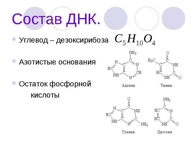 Состав ДНК. Углевод – дезоксирибоза Азотистые основания Остаток фосфорной кислоты