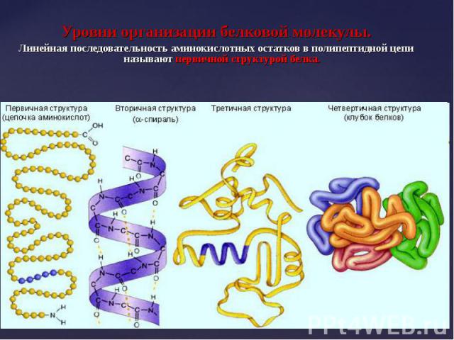 Уровни организации белковой молекулы. Уровни организации белковой молекулы. Линейная последовательность аминокислотных остатков в полипептидной цепи называют первичной структурой белка.