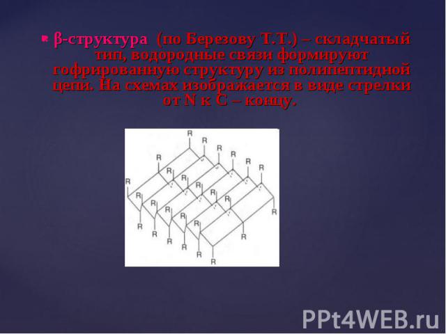 β-структура (по Березову Т.Т.) – складчатый тип, водородные связи формируют гофрированную структуру из полипептидной цепи. На схемах изображается в виде стрелки от N к С – концу. β-структура (по Березову Т.Т.) – складчатый тип, водородные связи форм…
