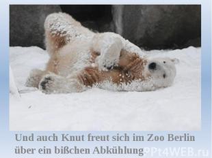Und auch Knut freut sich im Zoo Berlin über ein bißchen Abkühlung.