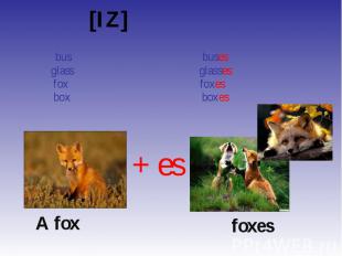 [IZ] [IZ] bus buses glass glasses fox foxes box boxes