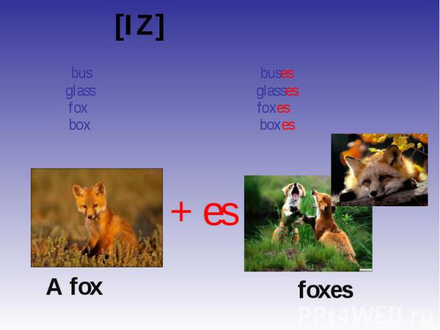 [IZ] [IZ] bus buses glass glasses fox foxes box boxes