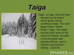 Taiga Taiga - a huge, wild and hard traveled by the forest, which grows mainly c