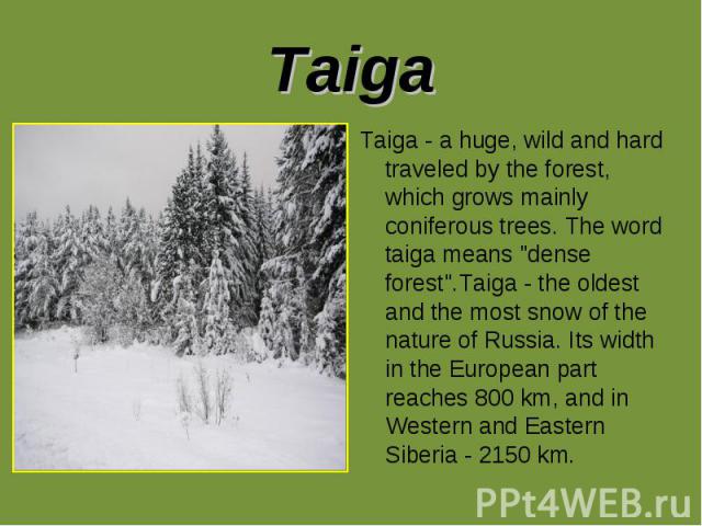 Taiga Taiga - a huge, wild and hard traveled by the forest, which grows mainly coniferous trees. The word taiga means "dense forest".Taiga - the oldest and the most snow of the nature of Russia. Its width in the European part reaches 800 k…