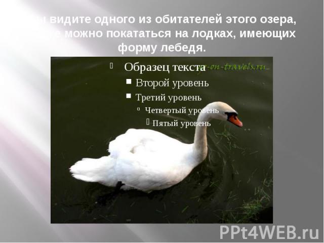 Вы видите одного из обитателей этого озера, также можно покататься на лодках, имеющих форму лебедя.