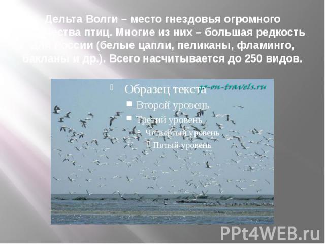 Дельта Волги – место гнездовья огромного количества птиц. Многие из них – большая редкость для России (белые цапли, пеликаны, фламинго, бакланы и др.). Всего насчитывается до 250 видов.