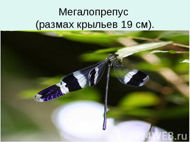 Мегалопрепус (размах крыльев 19 см).