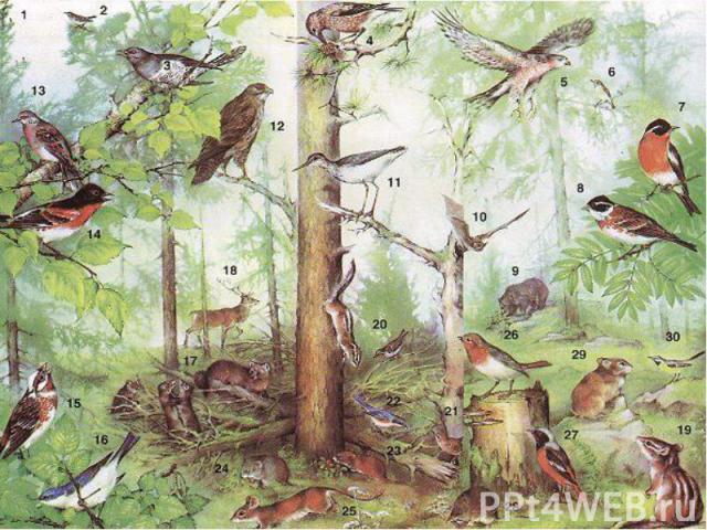 В лесу много корма для птиц. Здесь обитают тетерева, глухари, дятлы, сойки, дрозды, снегири, синицы, соловьи, кукушки, сороки ( объяснение сопровождается показом иллюстраций или слайдов). Из хищных птиц в лесах живут сова и филин, которые уничтожают…