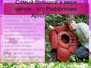 Самый большой в мире цветок - это Раффлезия Арнольди Текст слайда