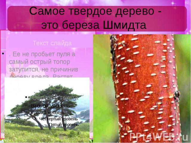 Самое твердое дерево - это береза Шмидта Текст слайда