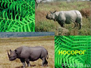 Чёрный носорог белый носорог белый носорог – очень мирное животное. Он очень при