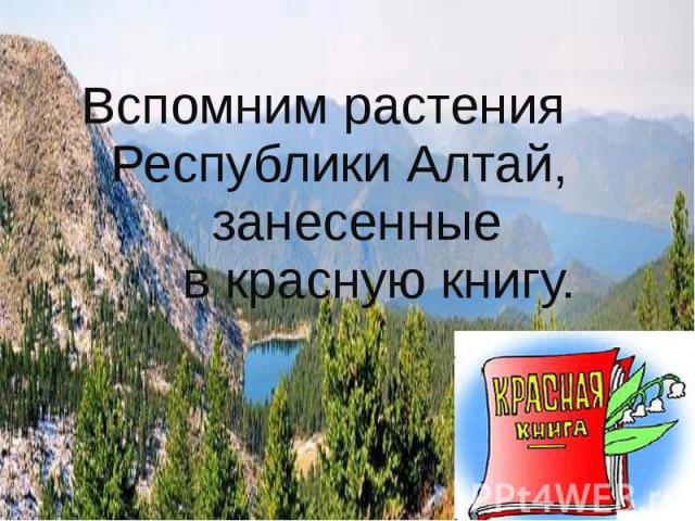 Вспомним растения Республики Алтай, занесенные в красную книгу.