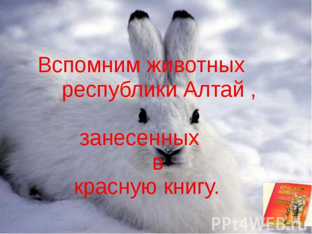 Вспомним животных республики Алтай , занесенных в красную книгу.