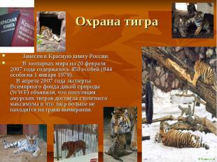 Охрана тигра Занесен в Красную книгу России. В зоопарках мира на 20 февраля 2007
