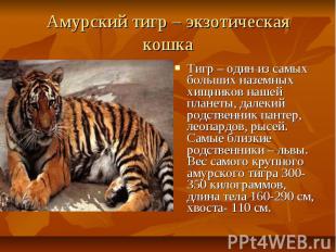 Амурский тигр – экзотическая кошка Тигр – один из самых больших наземных хищнико