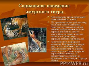 Социальное поведение амурского тигра Для амурского тигра характерен одиночный об