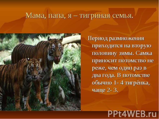 Мама, папа, я – тигриная семья. Период размножения приходится на вторую половину зимы. Самка приносит потомство не реже, чем один раз в два года. В потомстве обычно 1- 4 тигрёнка, чаще 2- 3.