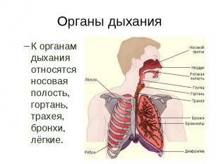 К органам дыхания относятся носовая полость, гортань, трахея, бронхи, лёгкие. К
