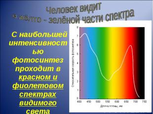 С наибольшей интенсивностью фотосинтез проходит в красном и фиолетовом спектрах