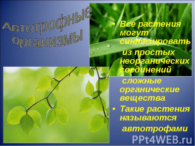 Все растения могут синтезировать Все растения могут синтезировать из простых неорганических соединений сложные органические вещества Такие растения называются автотрофами