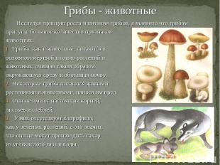 Исследуя принцип роста и питания грибов, я выявила что грибам Исследуя принцип р
