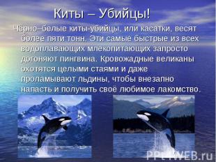Киты – Убийцы! Чёрно–белые киты-убийцы, или касатки, весят более пяти тонн. Эти