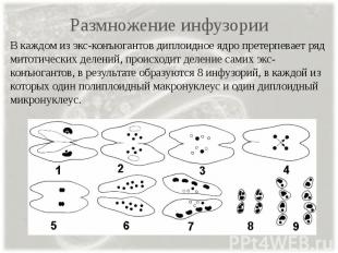 Размножение инфузории