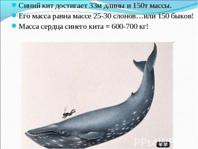 Синий кит достигает 33м длины и 150т массы. Синий кит достигает 33м длины и 150т массы. Его масса равна массе 25-30 слонов…или 150 быков! Масса сердца синего кита = 600-700 кг!