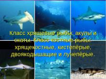 Класс хрящевые рыбы: акулы и скаты. Класс костные рыбы: хрящекостные, кистепёрые