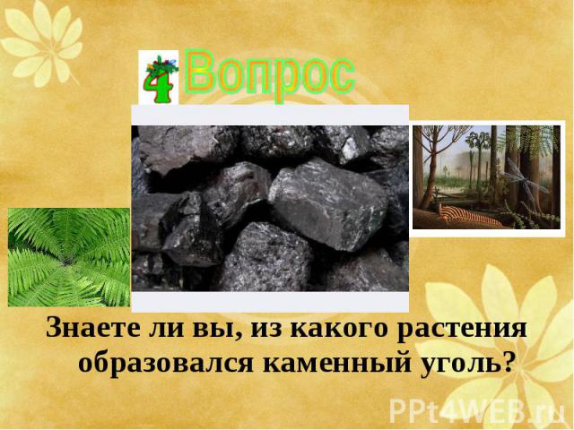 Знаете ли вы, из какого растения образовался каменный уголь? Знаете ли вы, из какого растения образовался каменный уголь?