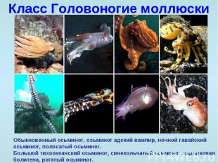 Класс Головоногие моллюски