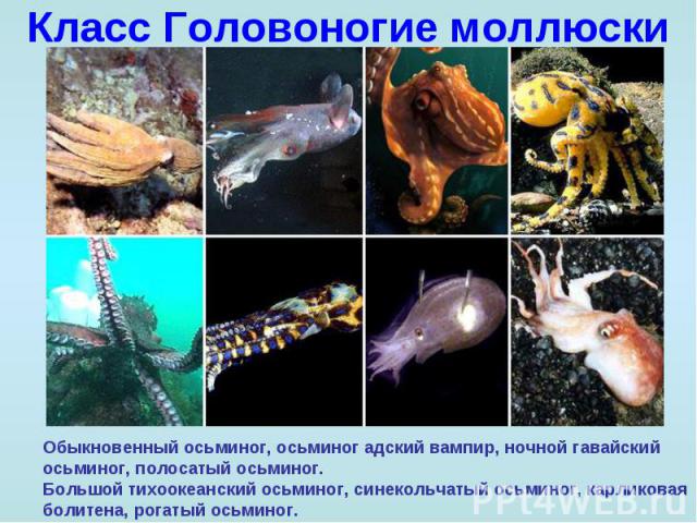 Класс Головоногие моллюски